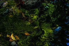 Monet's Magic in Maine by Jack Sharkey