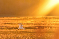 Great Egret Sunrise by Aaron Keller