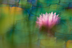 Lily's Jewels by Marie Stuckey