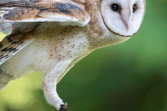 Silent Vigilance by Marie Stuckey