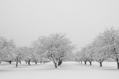Orchard in Winter by Karen Kurkjian
