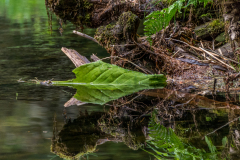 Green Leaf by Denley Poor-Reynolds