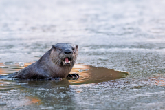 Otter Tub by Victorien Rami