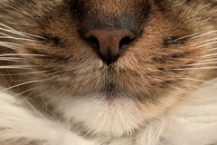 Nosy Cat by Lisa Rosene