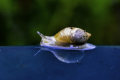 Snail by Molly Hogan