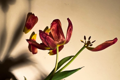 Tulips by Molly Hogan