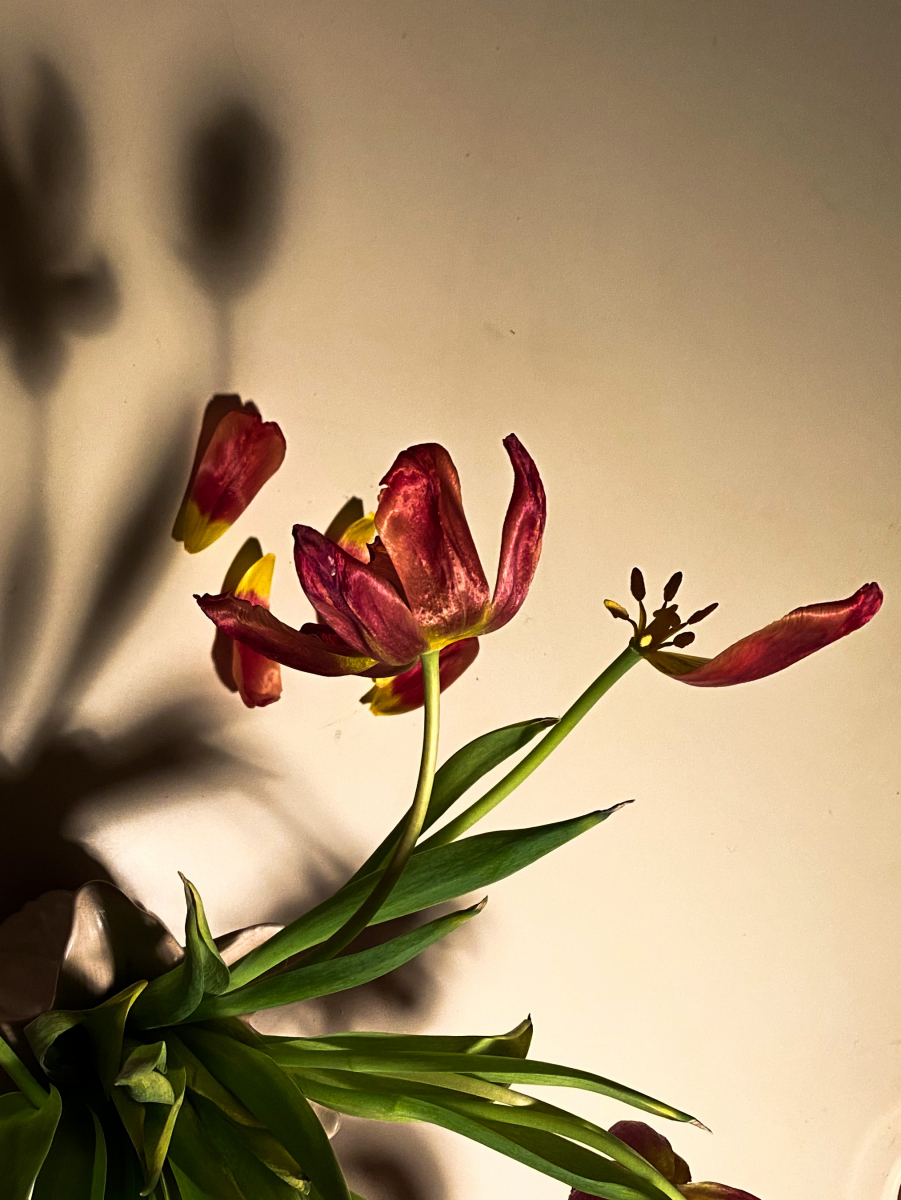 Tulips by Molly Hogan